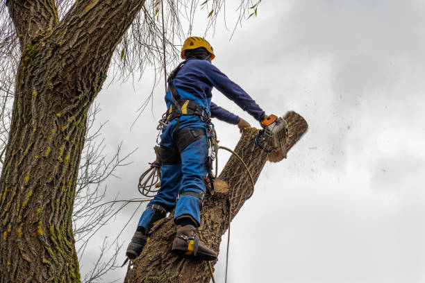 How Our Tree Care Process Works  in  Garden City, SC